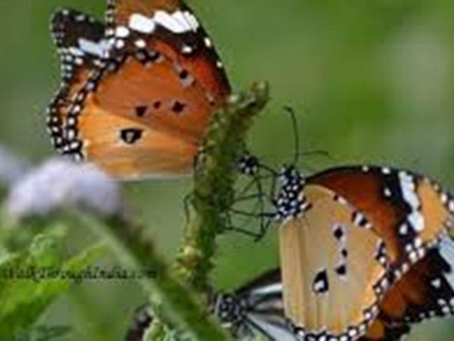 Hindistan'da 3 yeni kelebek türü keşfedildi