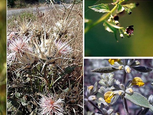 Sadece Türkiye'de yetişiyor: Sıtmaya iyi gelen 4 bitki türü tespit edildi