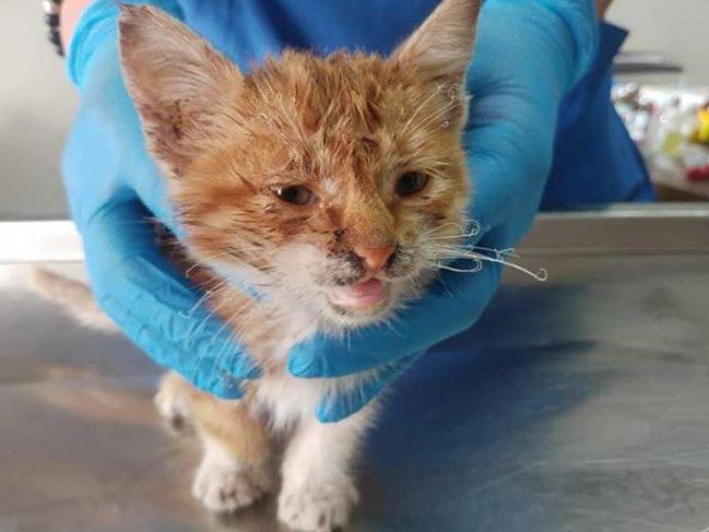 İşkence edilen yavru kediye belediye sahip çıktı