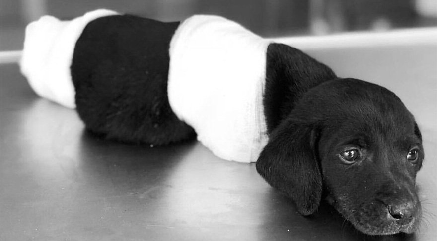 2018 Haziran ayında Sakarya'nın Sapanca ilçesinde ayakları kesilen yavru köpek gördüğü işkenceye dayanamayarak hayatını kaybetmişti. 