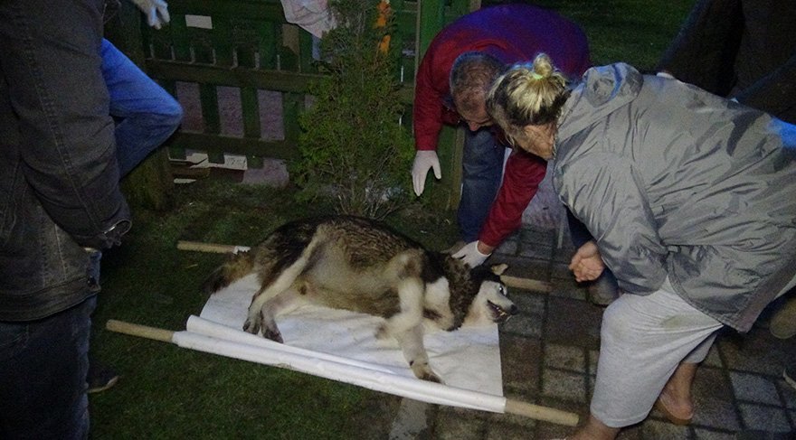 Acı içindeki hasta sokak köpeğine hayvan severler yardım etti. Foto: DHA