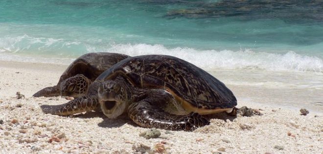 Ada yeşil deniz kaplumbağalarına ev sahipliği yapıyordu.
