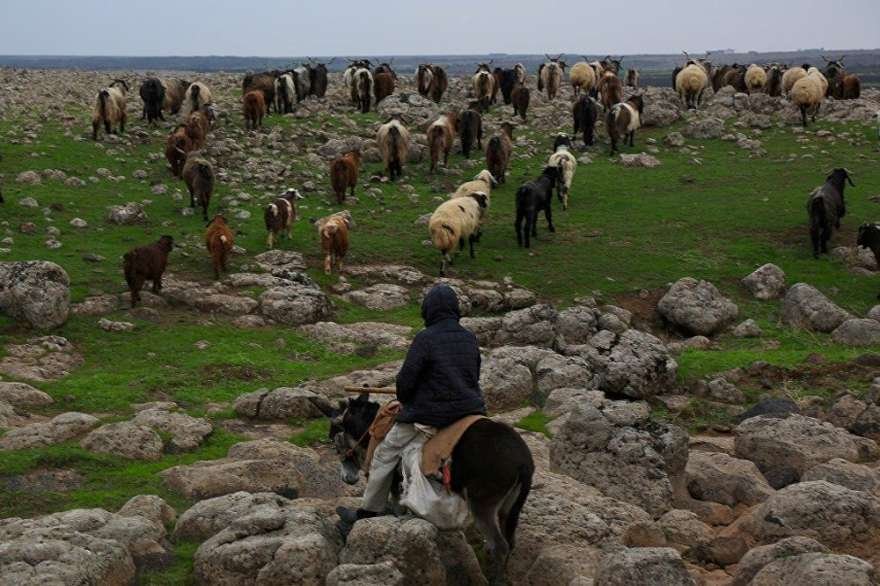 Asıl mesleği çobanlık olan Arslan zamanının çoğunu dağlarda hayvanları ile birlikte geçiriyor. Foto Sputnik 