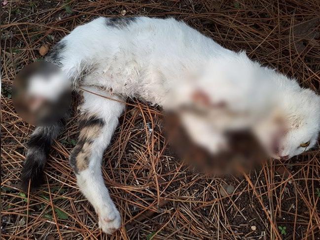 Vahşet sürüyor! Ayakları kesilen iki kedi Ataköy’de ölü halde bulundu!