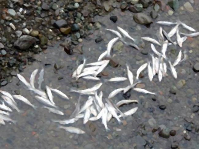 Yeşilırmak'ta toplu balık ölümü görüldü