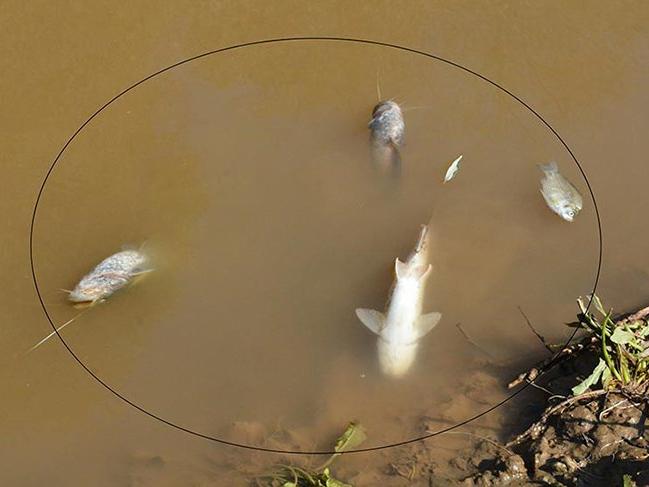 Gediz Nehri'nde toplu balık ölümleri