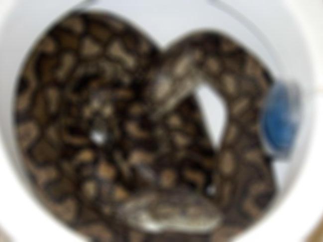 İsveç'te evin tuvaletinden boa yılanı çıktı