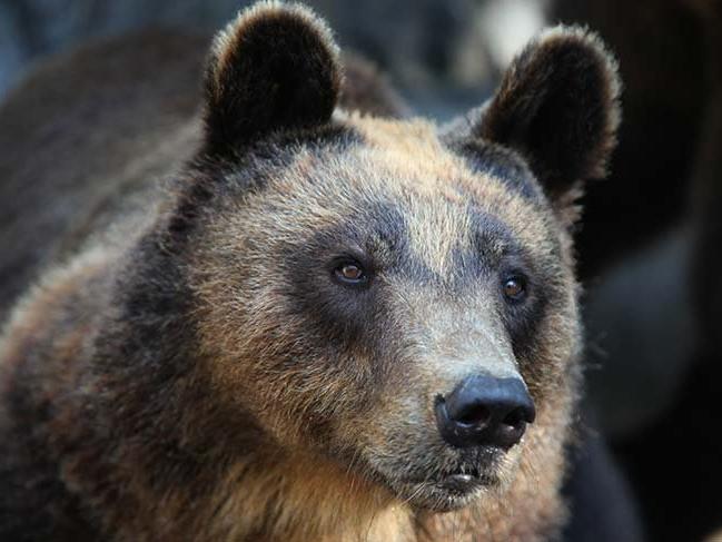 Doğu Karadeniz'de tehlike: İnsan yiyen ayılar geliyor!