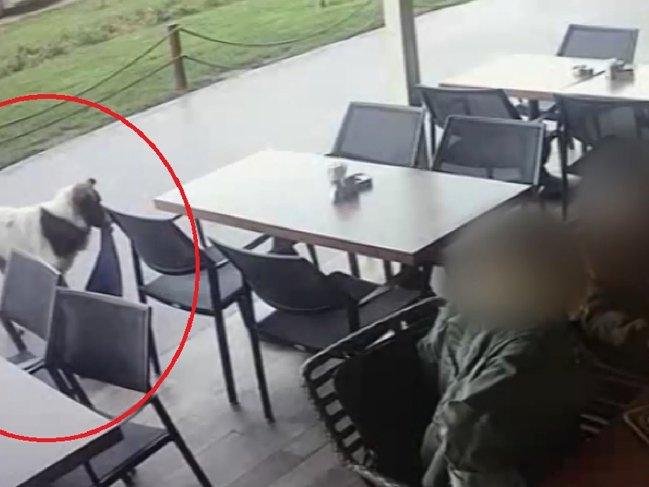 En sevimli hırsız kamerada - Sözcü Gazetesi