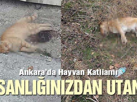 Ankara'da hayvan katliamı, "İnsanlığınızdan utanın"