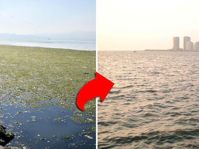 İzmir Körfezi yosunlardan temizlendi