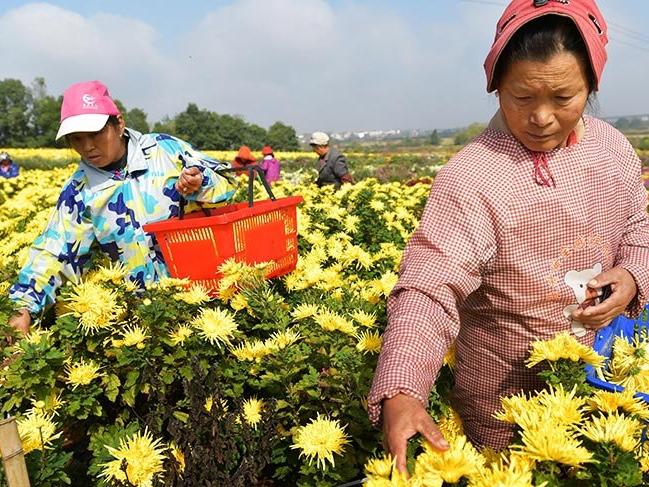 Çin'de ölümü, Türkiye'de mutluluğu sembolize eden çiçek kasımpatı