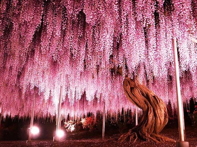 Japonya'nın 144 yaşındaki mor salkım ağacı
