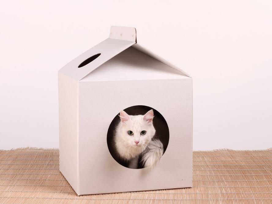 Hadi ipucu sorusu: Kedilerin soğuktan korunması için yapılan barınaklara ne ad verilir?