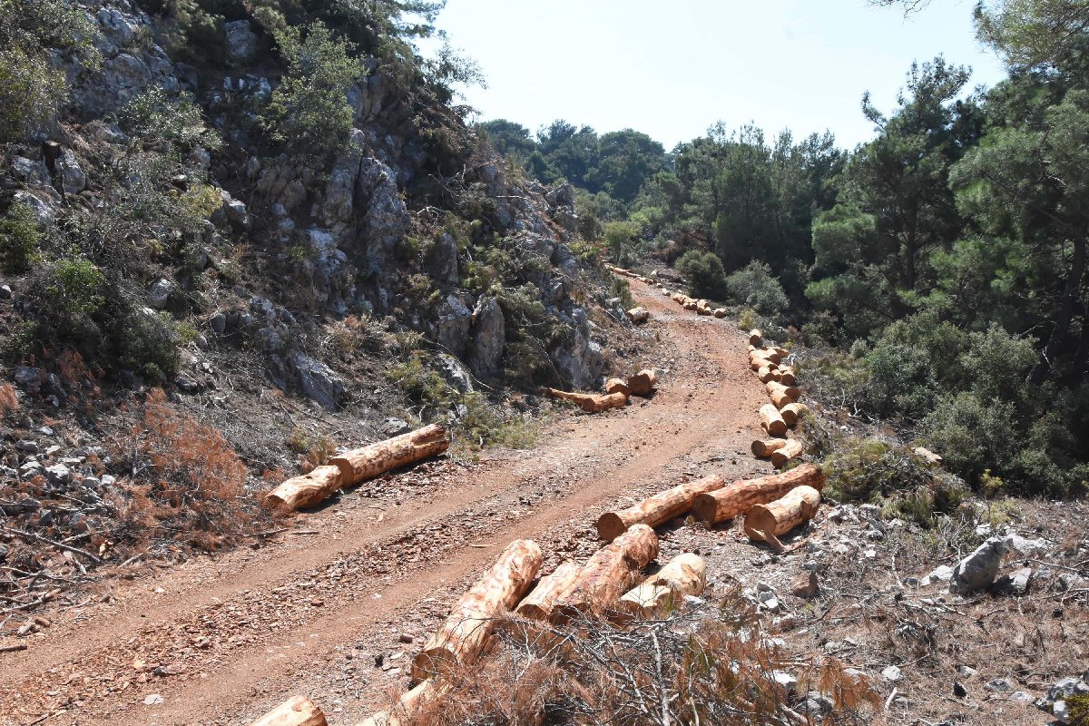 resimid_66503401_6650340