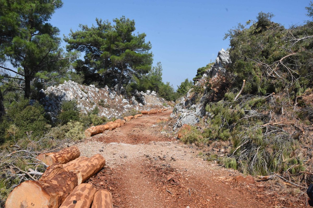 resimid_66503411_6650341