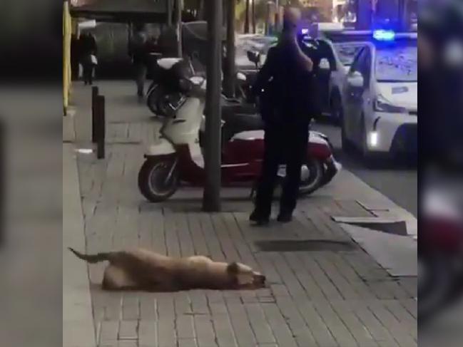 Olay yaratan görüntü: Polis evsiz genci darp etti, köpeğini vurdu