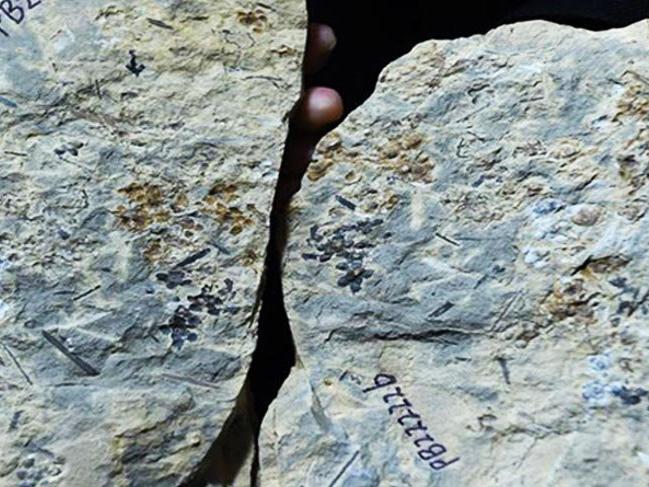 Dünyanın en eski çiçek fosili bulundu