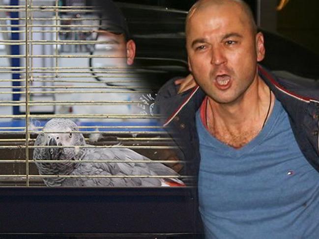 Murat Özdemir'in işkence ettiği papağan, yarın ameliyata alınacak