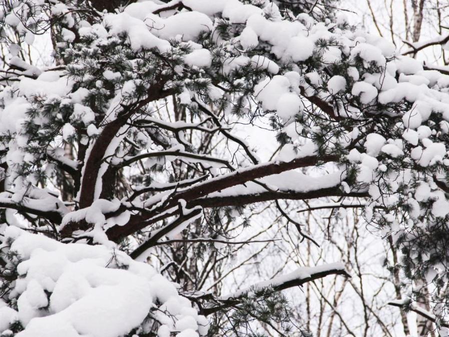 Ankara'da okullar tatil oldu! Vali'den kar tatili açıklaması!