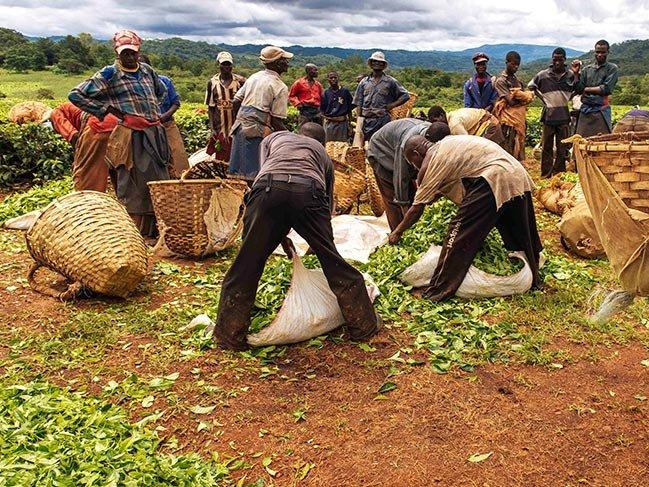 Malawi'de çay işçilerinin zorlu yaşamı
