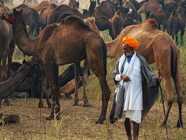 Dünyadan binlerce fotoğrafçıyı kendine çeken Pushkar Deve Panayırı
