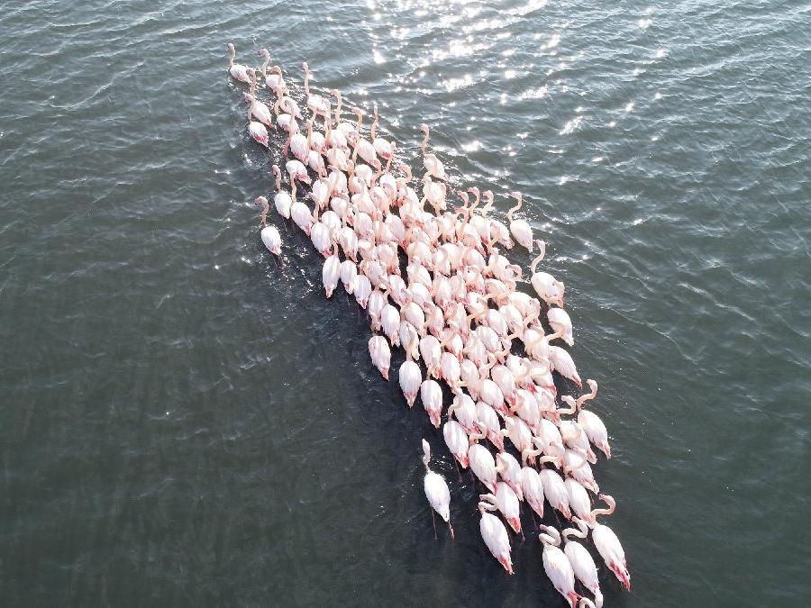 Flamingolar İzmir'i çok sevdi