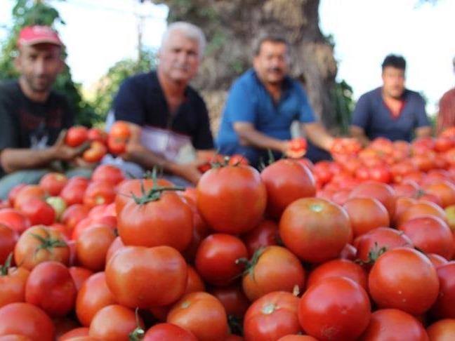 Rusya Türkiye'den domates ithalatını 2 kat artırıyor