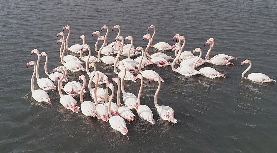 izmirde-flamingo-dha-1