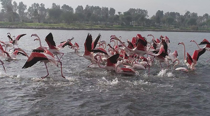 izmirde-flamingo-dha-3