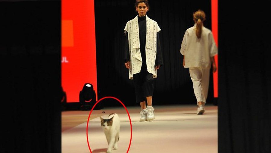 Podyumda yürüyen kedi ve gerçek 'Cat Walk'