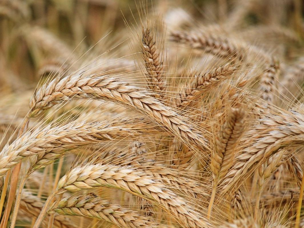 Tarım-ÜFE Aralık ayında yüzde 3,28 arttı