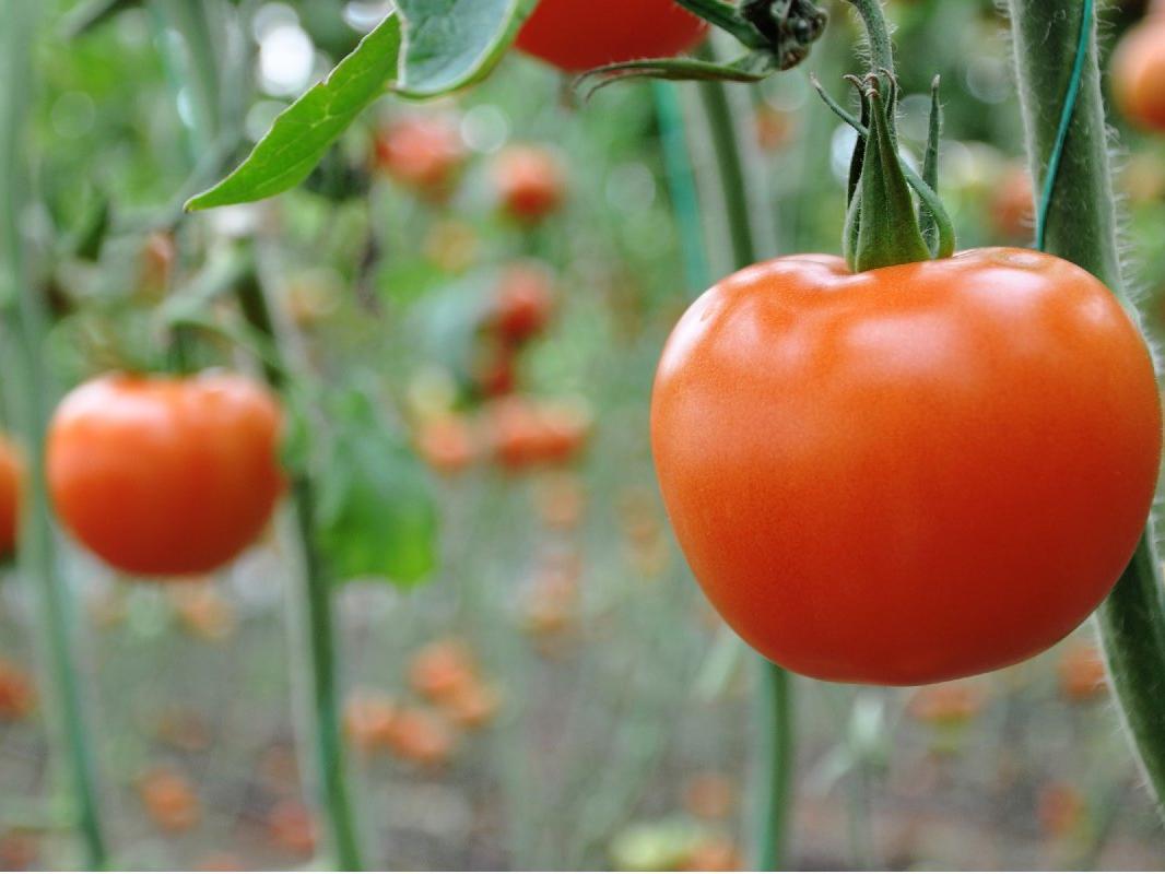 Rusya'nın Türkiye'den domates kotası 100 bin tona çıktı