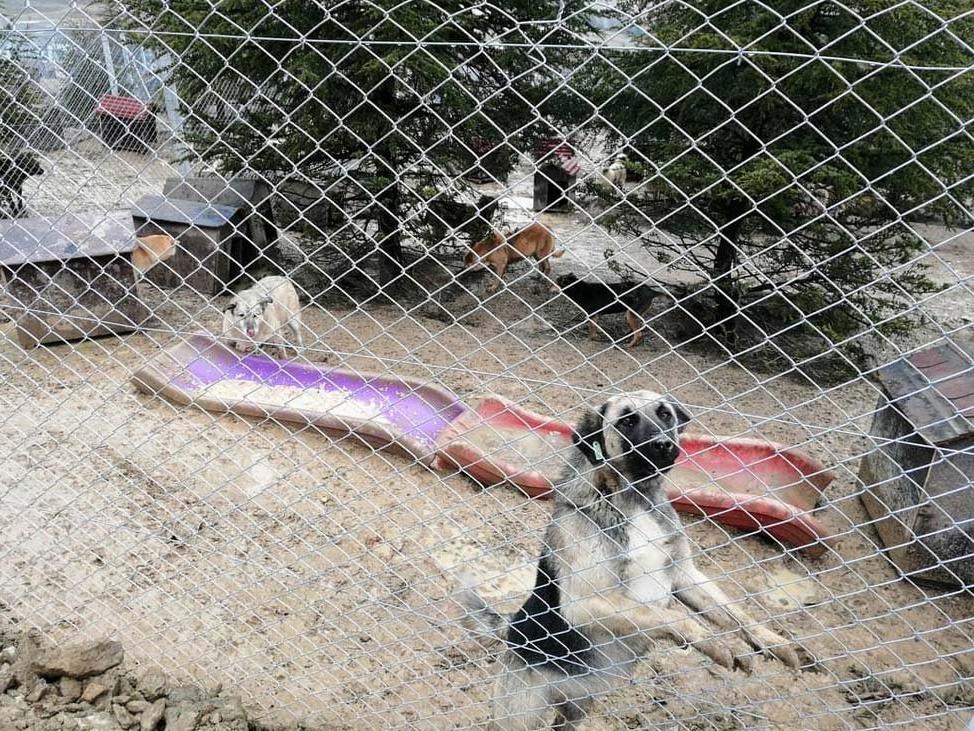 Köpek barınağı millet bahçesi oluyor: Hayvanseverler tepkili