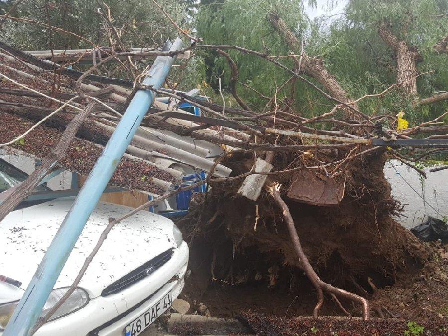 Datça'da fırtına asırlık ağacı kökünden söktü
