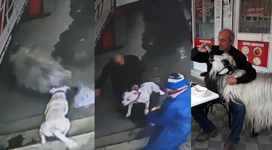 Sahibiyle birlikte kahvaltı yapan keçiye köpek saldırdı. Foto: İHA