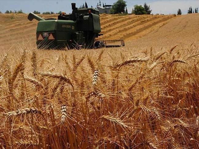 Buğday ithalatında tarihi rekor