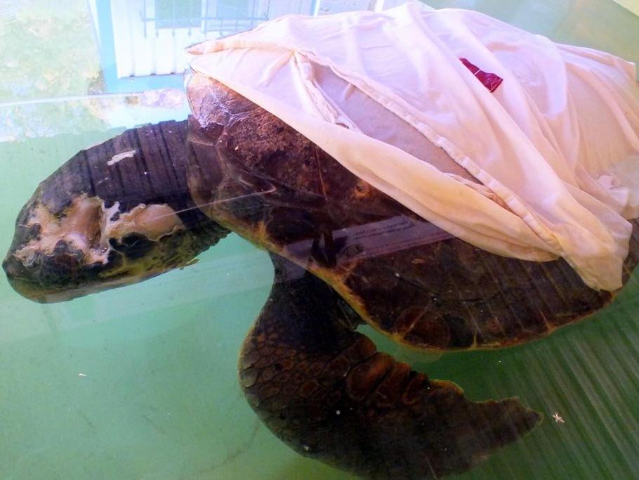 Deniz kaplumbağaları plastikten ölüyor