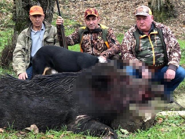 Yaban domuzu, avcıyı hastanelik etti, köpeğini öldürdü