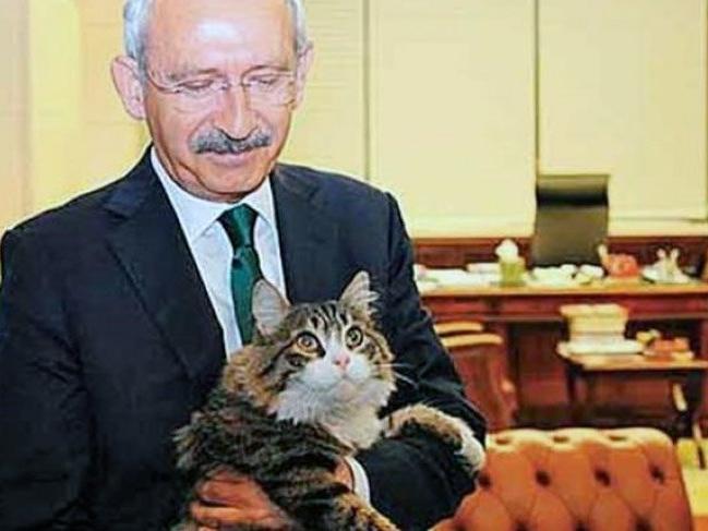 Kılıçdaroğlu'ndan 'Kediler Günü' paylaşımı