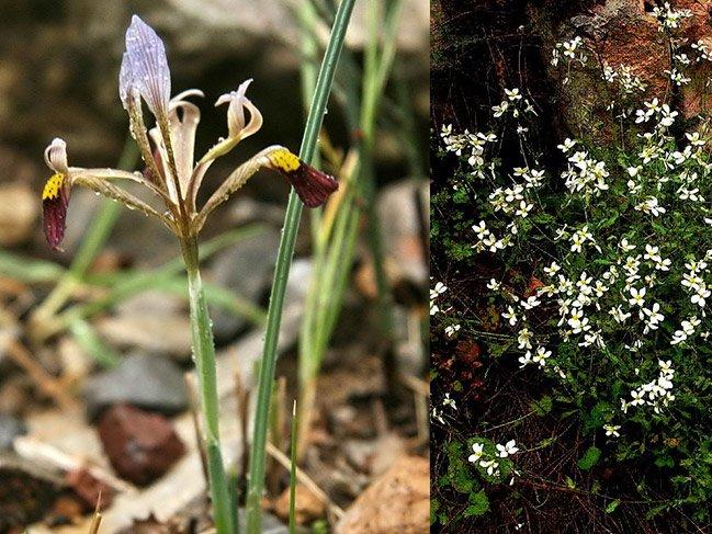Antalya'daki mermer ocağına tepki: 23 bitki türü yok olacak