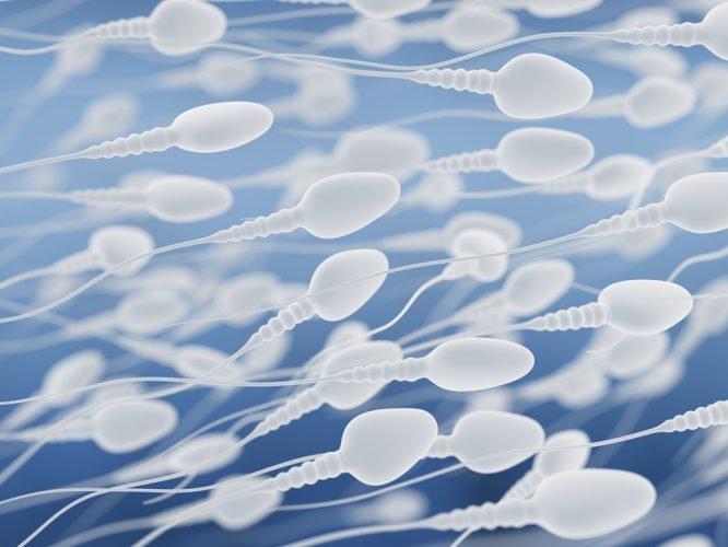 Sperm nasıl oluşur?