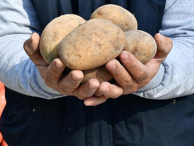 'Patates sektörü ithalatı beklemiyordu'