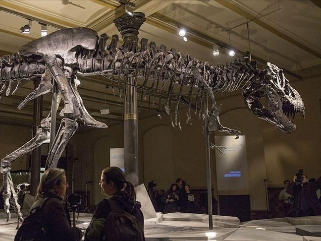 28 yıl boyunca uğraştılar! İşte en büyük ve en yaşlı T-rex!