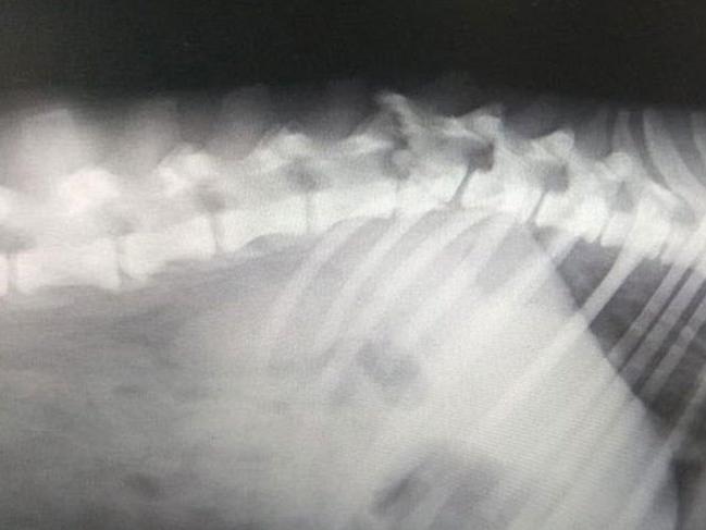 İzmir'de üzücü olay! Artık yürüyemeyecek