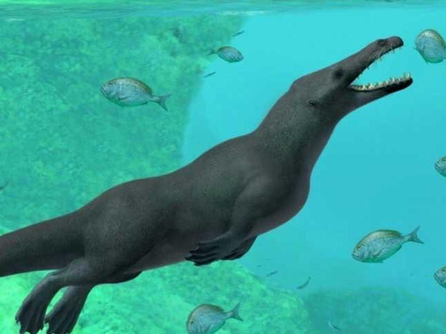 Peru'da 43 milyon yıllık 4 bacaklı balina fosili bulundu