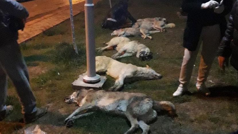 Ankara'da sokak köpeklerine katliam yapıldı!