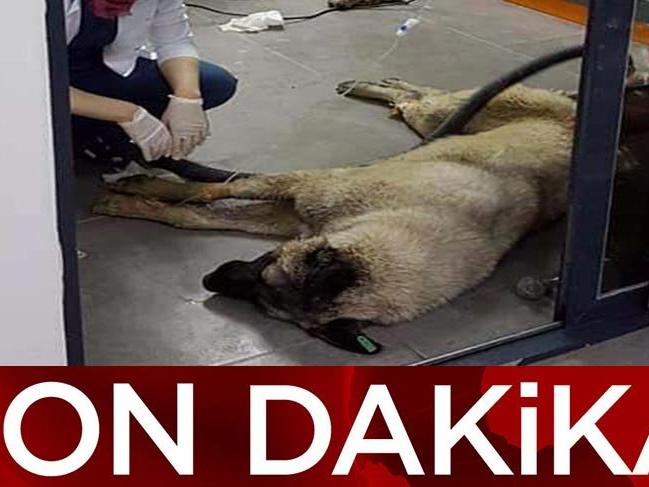 Ankara'daki köpek katilleri serbest bırakıldı