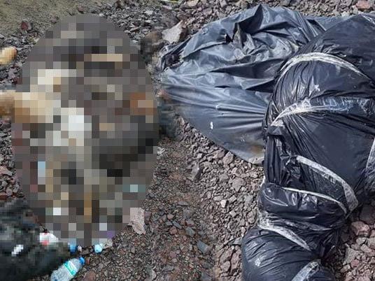 Ankara'da yine köpek katliamı