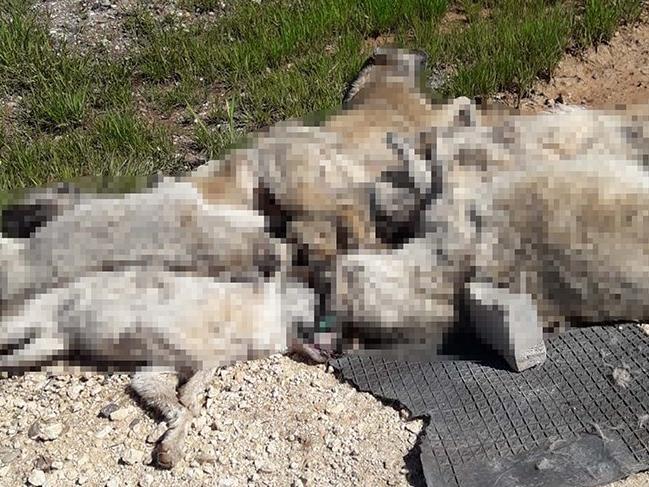 Diyarbakır'da 13 köpek ölü bulundu